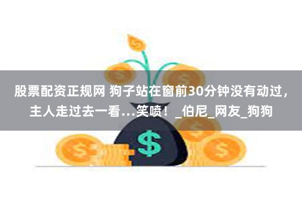 股票配资正规网 狗子站在窗前30分钟没有动过，主人走过去一看…笑喷！_伯尼_网友_狗狗
